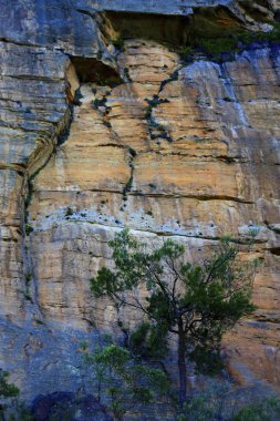 Blue Mountain Ulusal Parkı