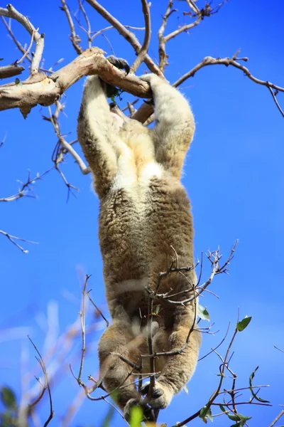 Koala — Stock Photo, Image