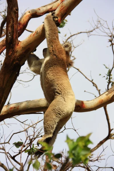 Koala — Stockfoto