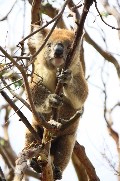 Koala — Stockfoto