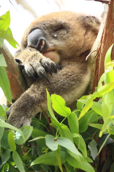 Koala — Photo