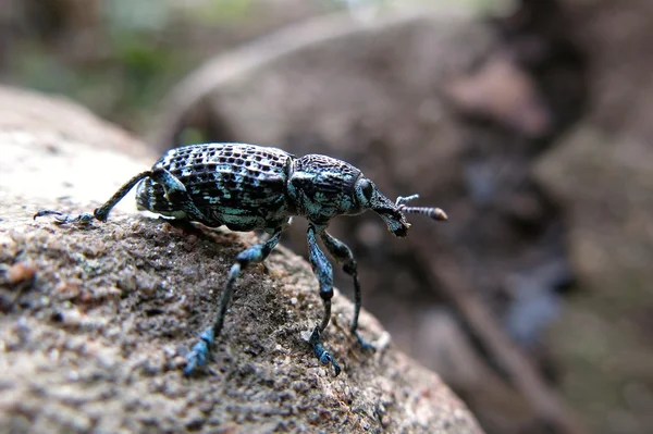 Parque Nacional Montañas Azules — Foto de Stock