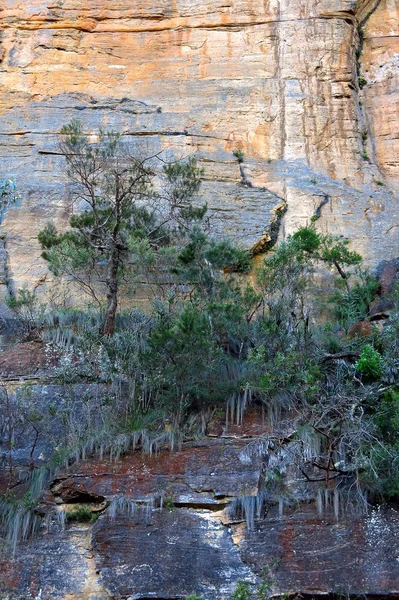 Blue Mountains National Park — Stock Photo, Image