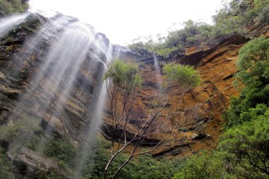 Blue Mountain Ulusal Parkı