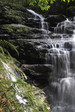 Blue Mountain Ulusal Parkı