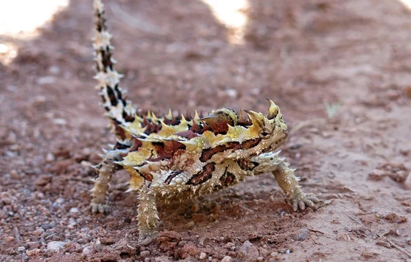 Thorny devil, Austrália — Fotografia de Stock