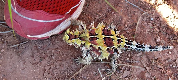 Dorniger Teufel, Australien — Stockfoto