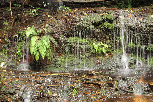 Blue Mountains National Park