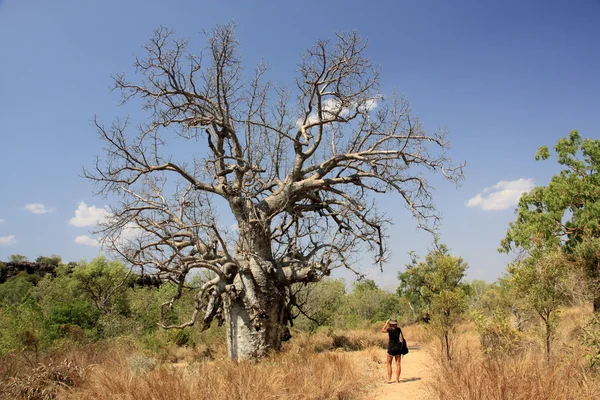 Árbol de boab — Foto de Stock