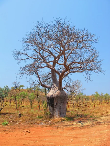 Árvore de boab — Fotografia de Stock