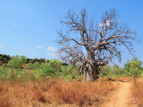 Árbol de boab — Foto de Stock