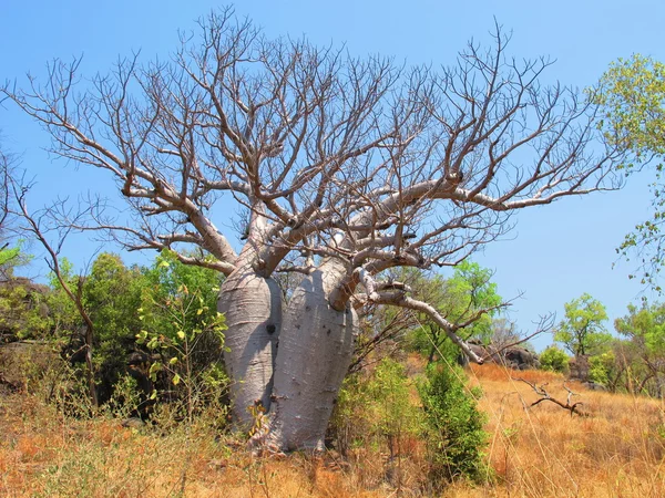 Árbol de boab — Foto de Stock