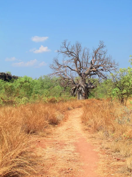 Árbol de boab — Foto de Stock