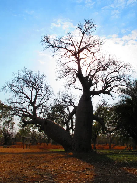 Albero di Boab — Foto Stock