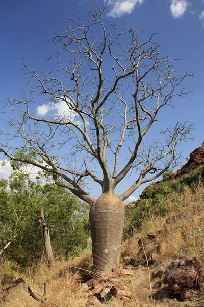 Árbol de boab — Foto de Stock