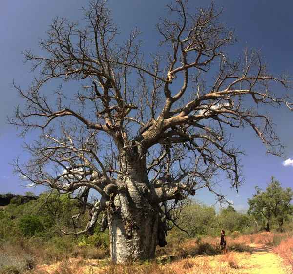 Árbol de boab — Foto de Stock