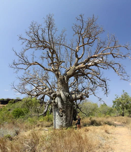 Árbol de boab — Foto de Stock