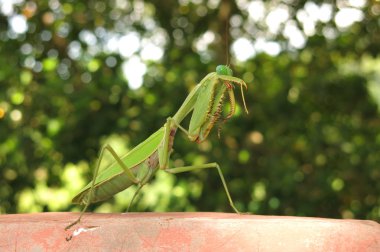 Yeşil peygamber devesi