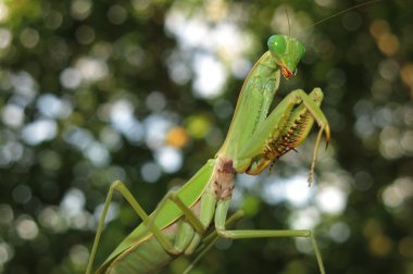 Yeşil peygamber devesi
