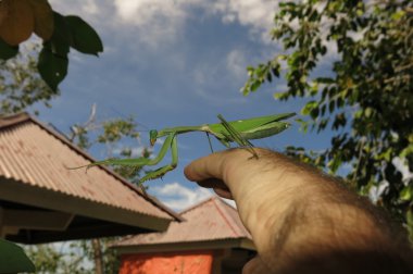 Yeşil peygamber devesi