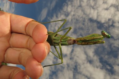 Yeşil peygamber devesi