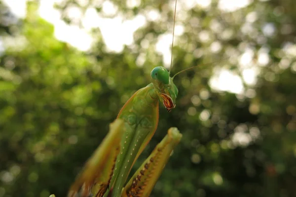 Groene praying mantis — Stockfoto