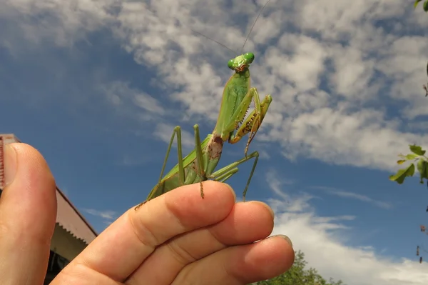 Groene praying mantis — Stockfoto