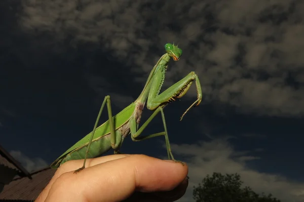 Green praying mantis — Stock Photo, Image