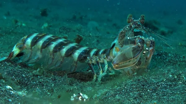 Peacock Mantis Shrimp