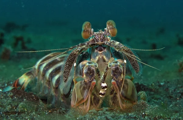 Camarones de mantis de pavo real — Foto de Stock
