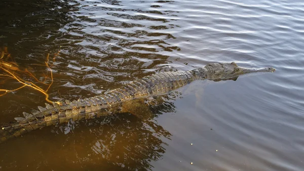 Freshwater Crocodile, australia — Stock Photo, Image