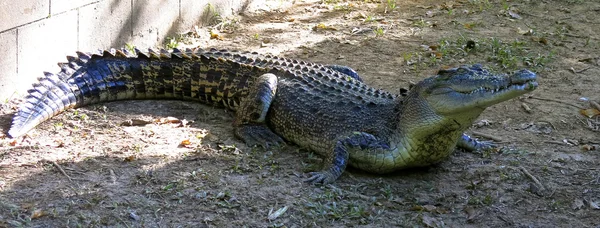 Saltvatten krokodil, Australien — Stockfoto