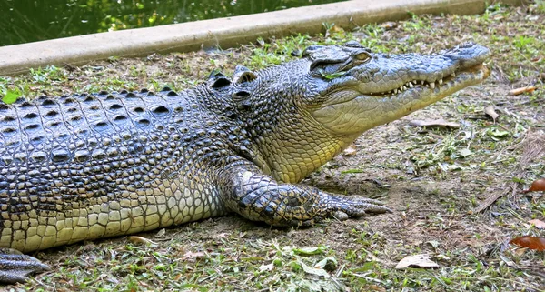 Crocodilo de água salgada, Austrália — Fotografia de Stock