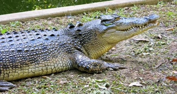 Crocodile d'eau salée, Australie — Photo