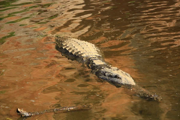 Zoetwaterkrokodil, Australië — Stockfoto