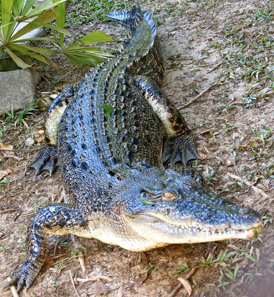 Cocodrilo de agua salada, Australia Imágenes de stock libres de derechos