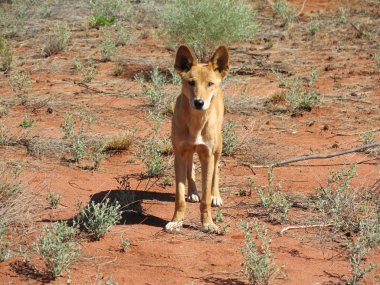 Dingo taşra