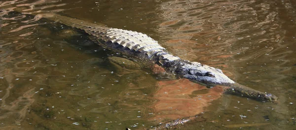 Sötvatten krokodil, Australien — Stockfoto