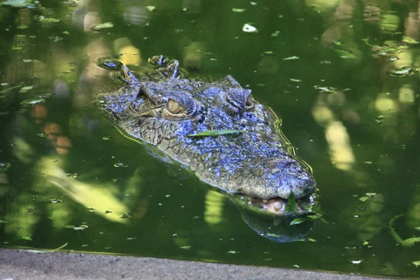 Crocodilo de água salgada, Austrália — Fotografia de Stock