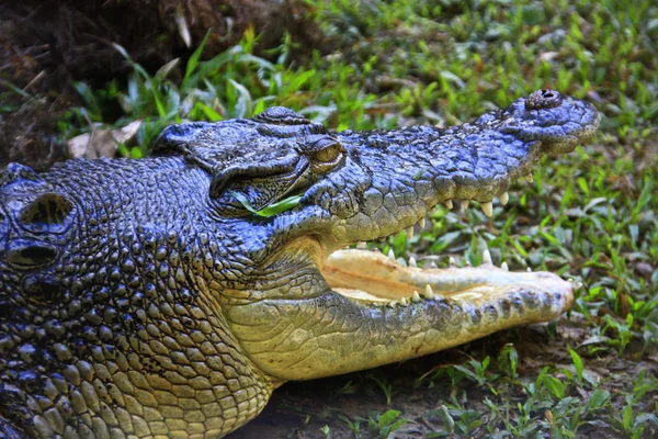 Crocodilo de água salgada, Austrália — Fotografia de Stock