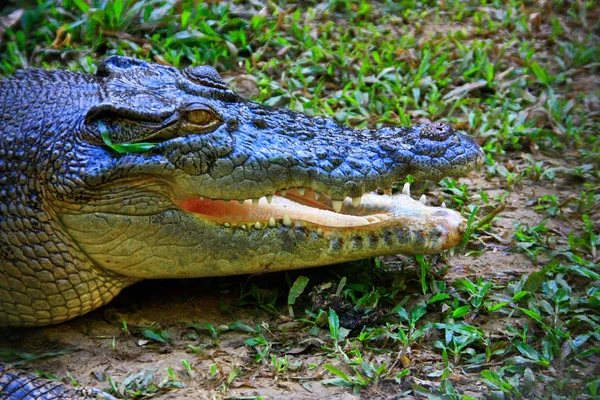 Crocodile d'eau salée, Australie — Photo