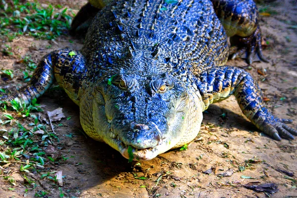 Coccodrillo marino, Australia — Foto Stock