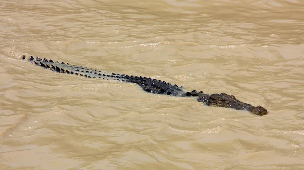 Zoutwater krokodil, Australië — Stockfoto