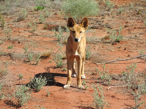 Dingo in de outback — Stockfoto
