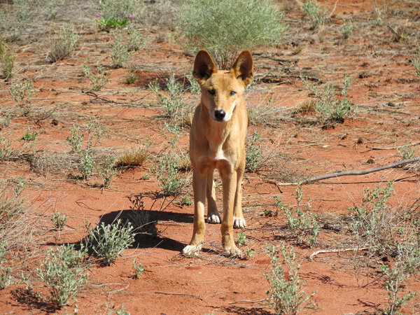 Dingo in the outback