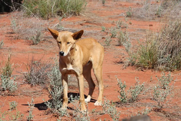 Dingo in the outback Stock Photo by ยฉwitte Biology Diagrams