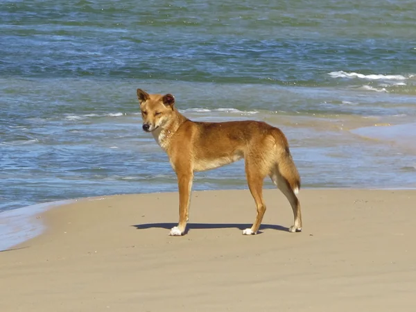 Dingo ve vnitrozemí — Stock fotografie