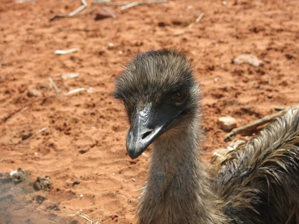 Emu w ten outback, Wielka Brytania — Zdjęcie stockowe
