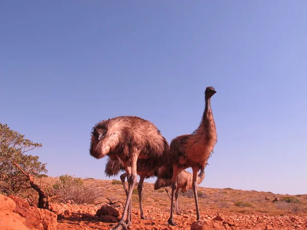 Emus in the outback, australia — Stock Photo, Image