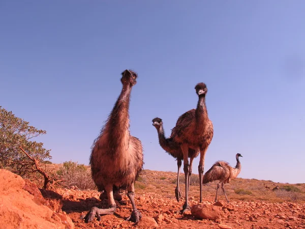 Emus in the outback, australia — Stock Photo, Image